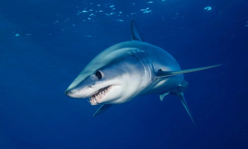 ΗΠΑ: Νέα επίθεση από καρχαρία σε λουόμενο στη Φλόριντα – Σε κρίσιμη κατάσταση άνδρας